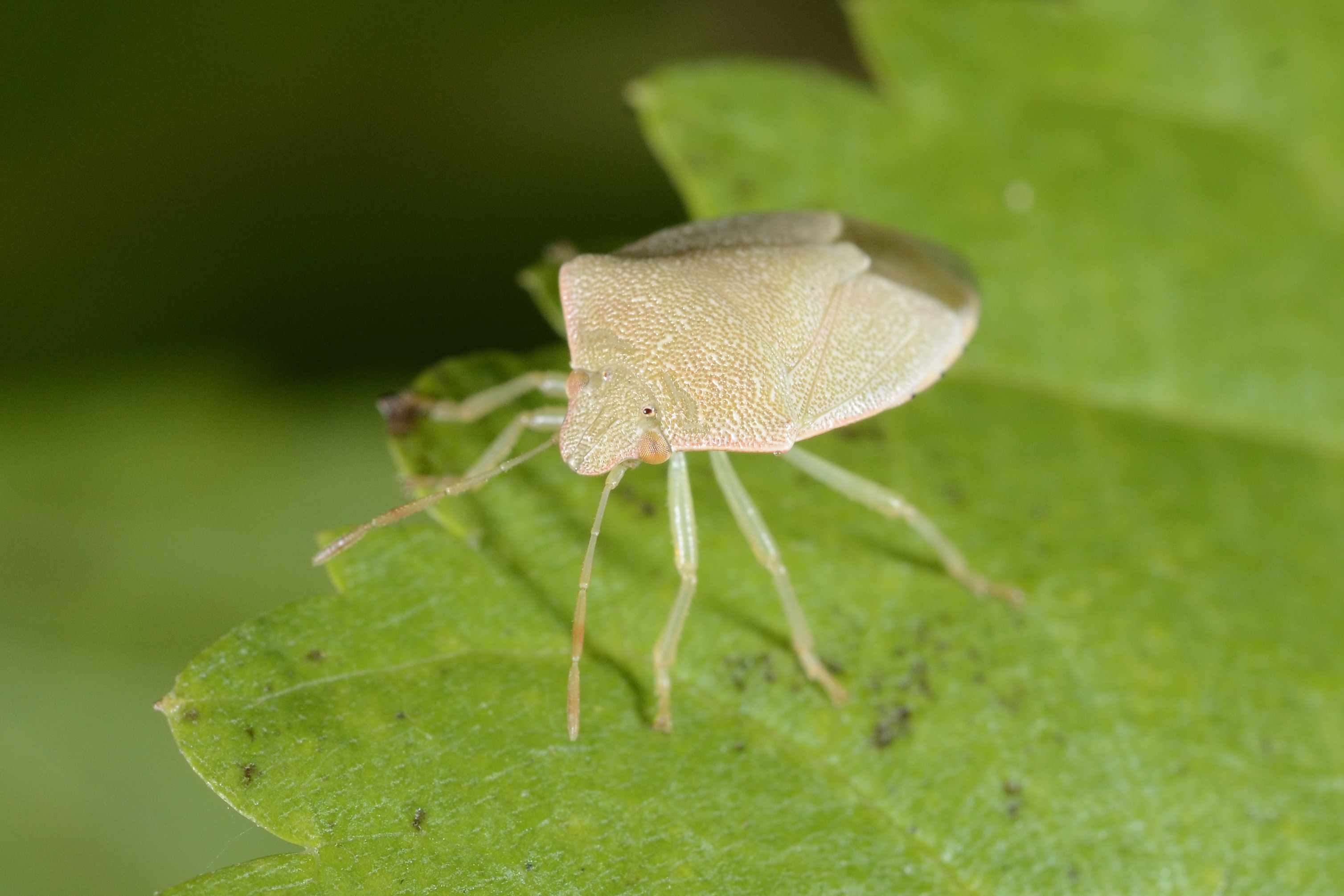 Pentatomidae:  Pleziodorus?  No,  Acrosternum millierei